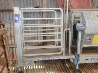 Peak Hill Immobilizer Sheep Worker 