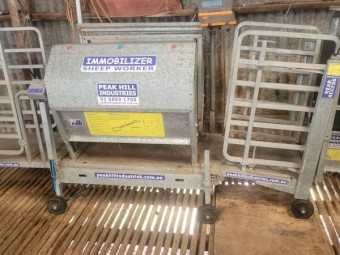 Peak Hill Immobilizer Sheep Worker 