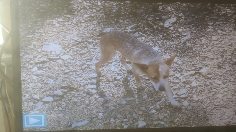 Stumpy Tail Red Cattle Dog
