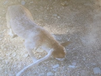 Stumpy Tail Red Cattle Dog