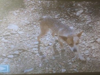 Stumpy Tail Red Cattle Dog