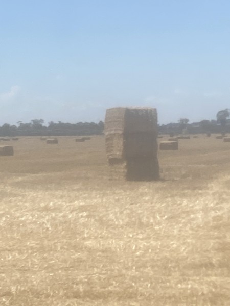 1000 x Wheaten Straw 8x4x3 Bales