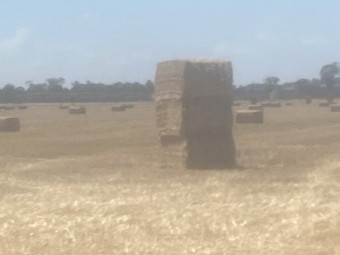 1000 x Wheaten Straw 8x4x3 Bales