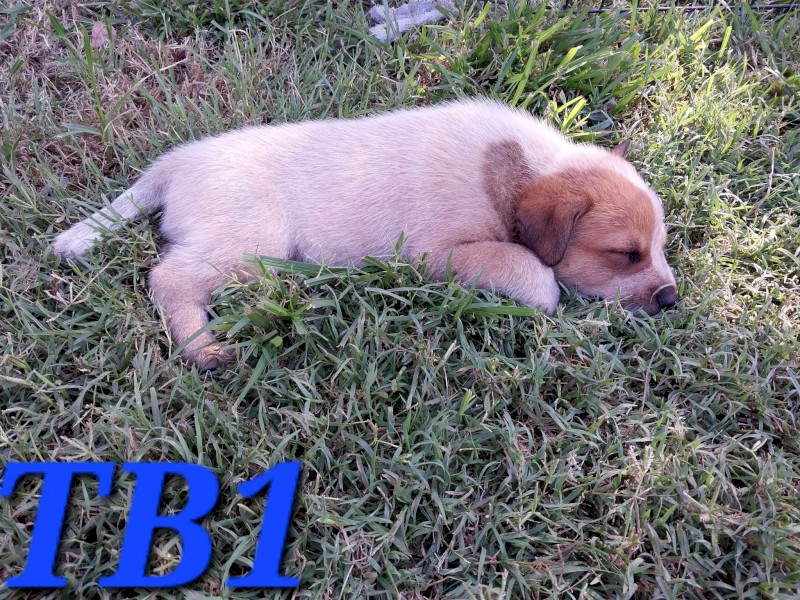 3 Tailed Stumpy Bred Male Pups