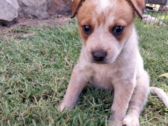 3 Tailed Stumpy Bred Male Pups