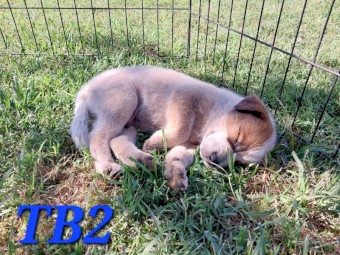 3 Tailed Stumpy Bred Male Pups