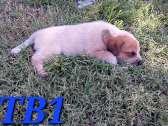 3 Tailed Stumpy Bred Male Pups