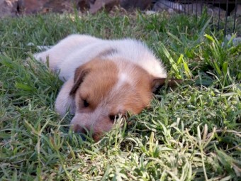 3 Tailed Stumpy Bred Male Pups