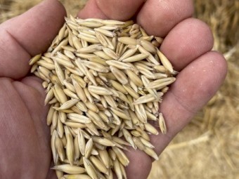 Drover and Warrego Oats