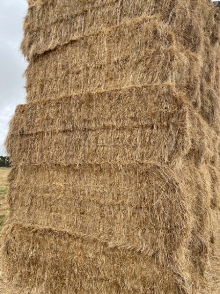 Rye Grass Clover Hay 8x4x3 Bales (New Season 22/23)
