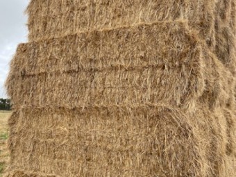 Rye Grass Clover Hay 8x4x3 Bales (New Season 22/23)