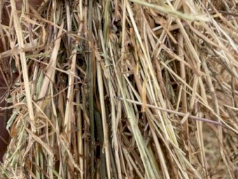 Rye Grass Clover Hay 8x4x3 Bales (New Season 22/23)