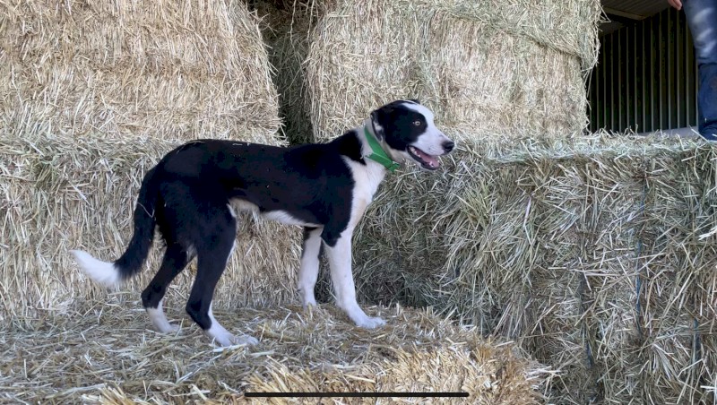 2  x Collie X Dogs  (1M 1F)