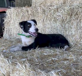 2  x Collie X Dogs  (1M 1F)