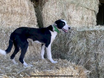 2  x Collie X Dogs  (1M 1F)