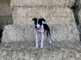 2  x Collie X Dogs  (1M 1F)