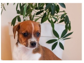 REGISTERED WIGHT JACK RUSSELL PUPPIES AVAILABLE GIRLS AND BOYS