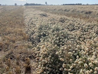Barley, Clover, Lucerne straw 
