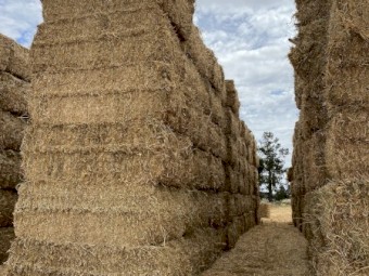 Barley, Clover, Lucerne straw 