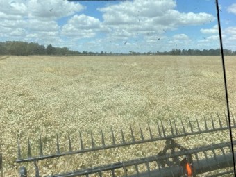 Barley, Clover, Lucerne straw 