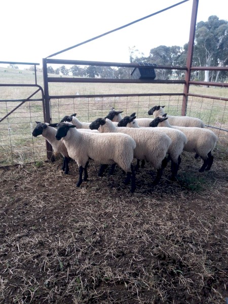 Small breeding flock of black face suffolk