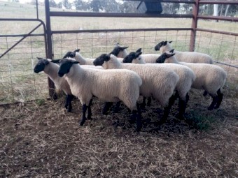 Small breeding flock of black face suffolk