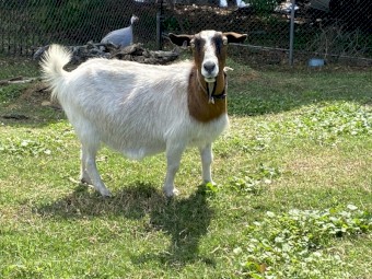 Australian miniature goats | Farm Tender