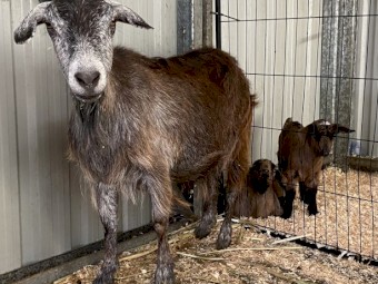 Australian miniature goats 
