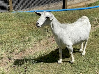 Australian miniature goats 