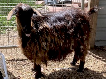 Australian miniature goats 