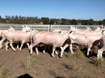 Border Leicester Stud Rams