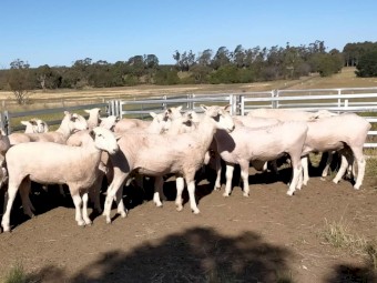 Border Leicester Stud Rams