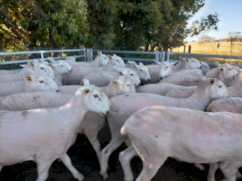 Border Leicester Stud Rams