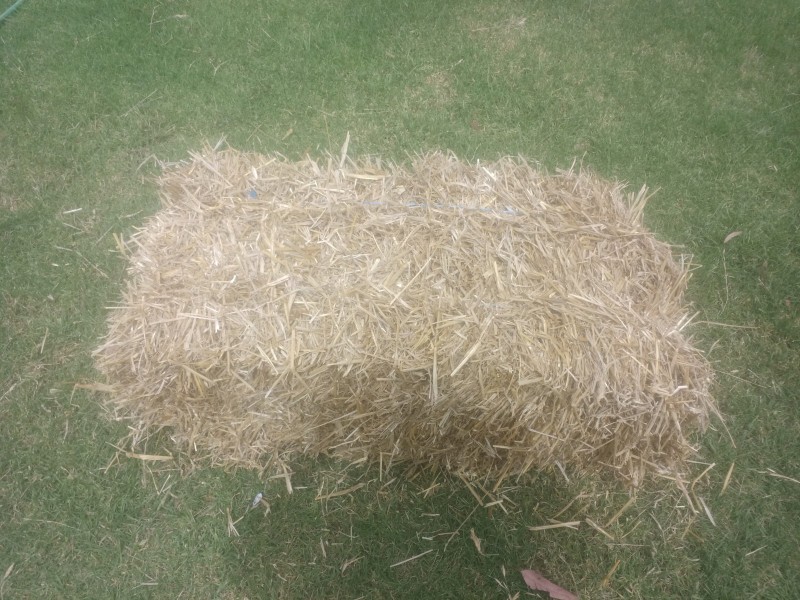 wheat straw small bales