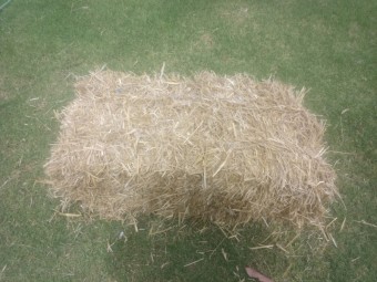 wheat straw small bales