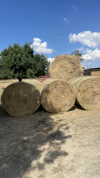 Wheat and Vetch 2022 cut