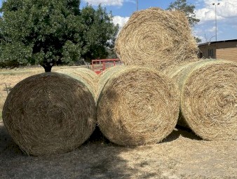 Wheat and Vetch 2022 cut