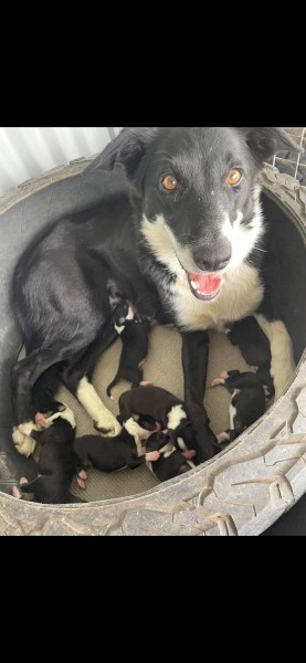 Border Collie Puppies