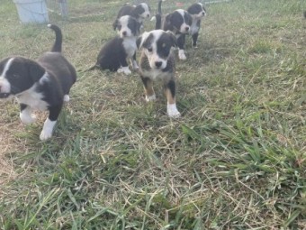 Border Collie Puppies