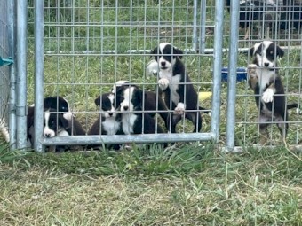 Border Collie Puppies