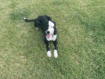 Border Collie Puppies