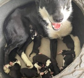 Border Collie Puppies