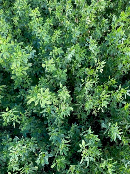 Lucerne Hay - Small Square Bales