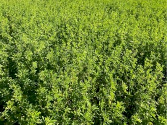 Lucerne Hay - Small Square Bales