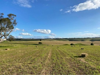 Lucerne Hay - Small Square Bales