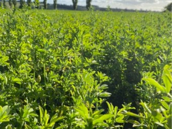 Lucerne Hay - Small Square Bales