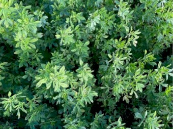Lucerne Hay - Small Square Bales