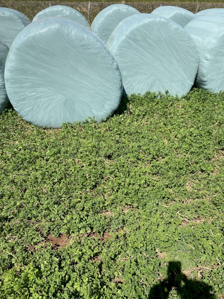 Lucerne silage rolls
