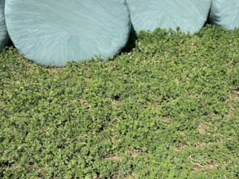 Lucerne silage rolls