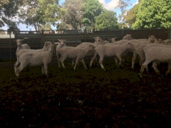 500 shorn Second X Lambs